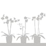 Orkide Fenstersticker
