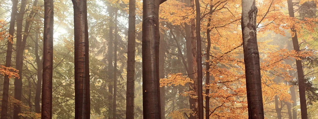 Sustainable Supply Chain