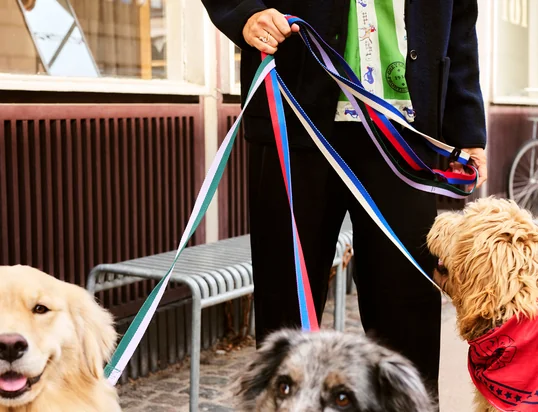 Dogs Hundeleine von Hay