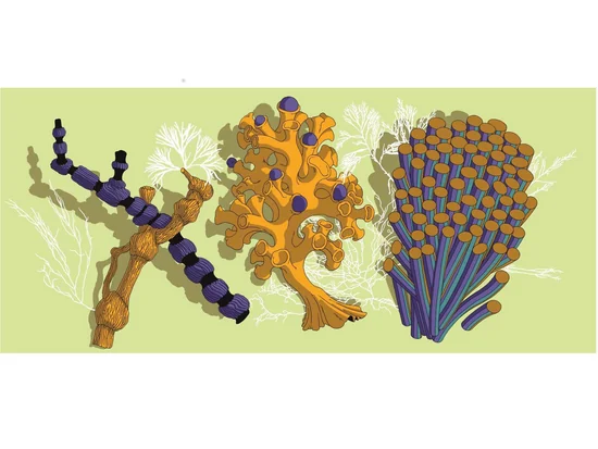 Iittala Graphic Serie - Anemone