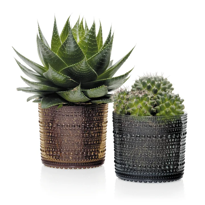 Kastehelmi Vorratsdose als kleiner Blumentopf