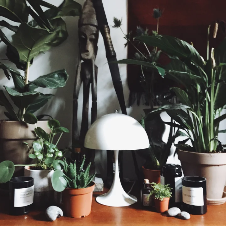 Skandinavischer Purismus trifft Urban Jungle