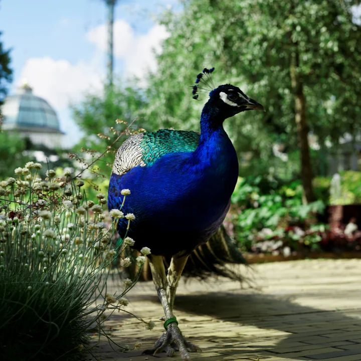 Die Tivoli Kollektion - Pfau