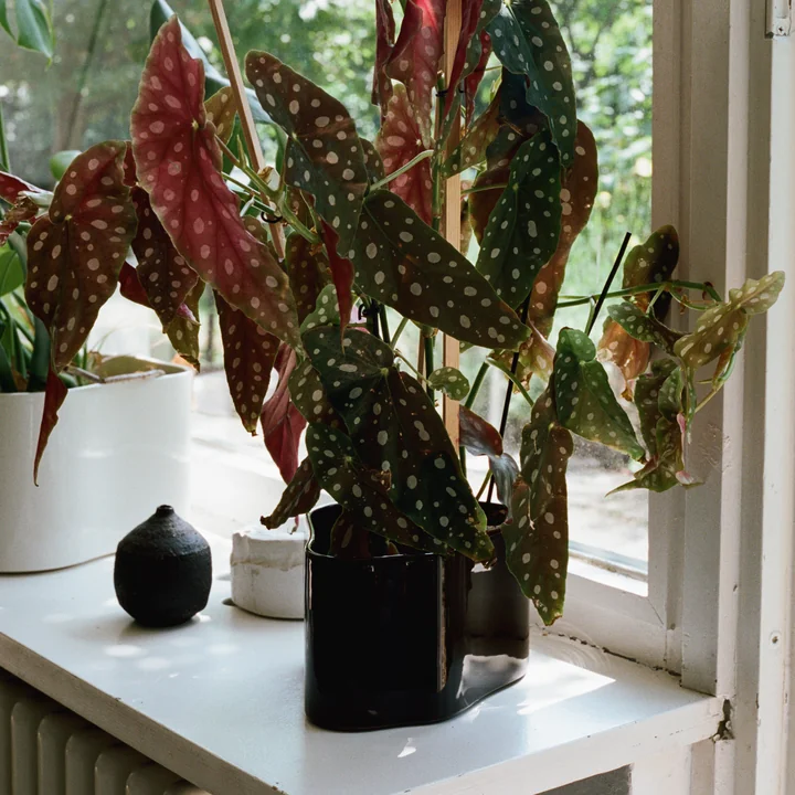 Riihitie Übertopf von Artek in dunkelbraun