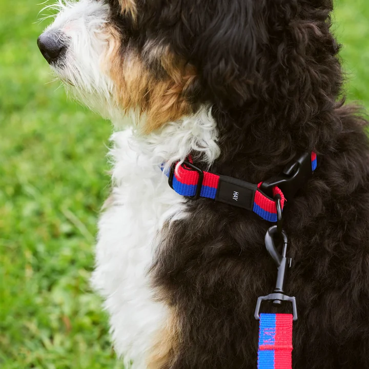 Dogs Hundehalsband, M/L rot / blau von HAY