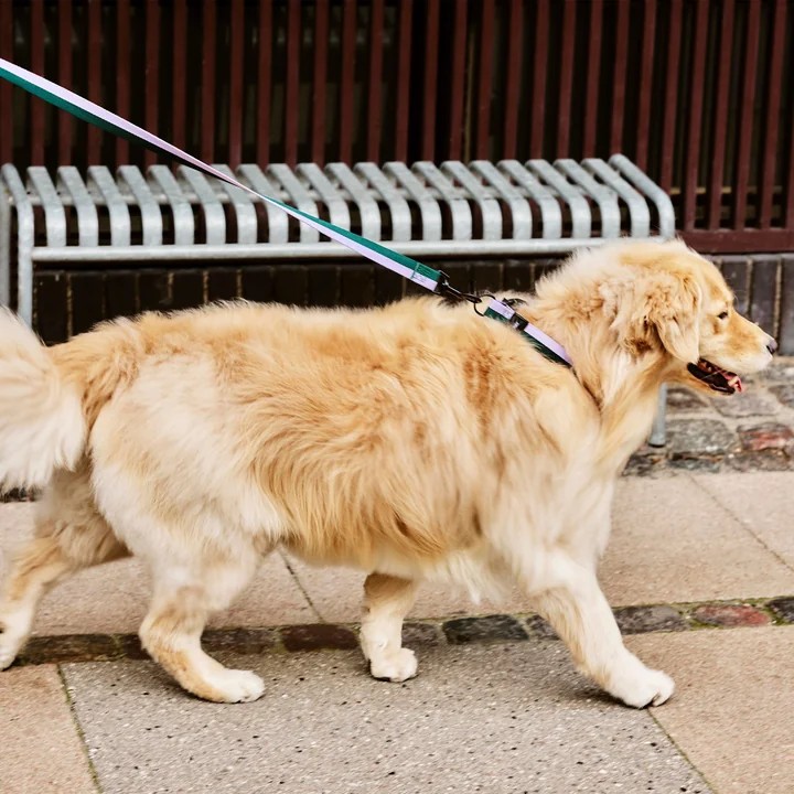 HAY - Dogs Hundeleine, M/L lavendel / grün