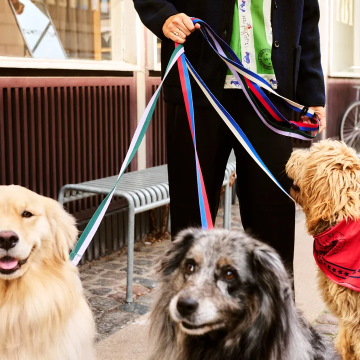 HAY - Dogs Hundeleinen