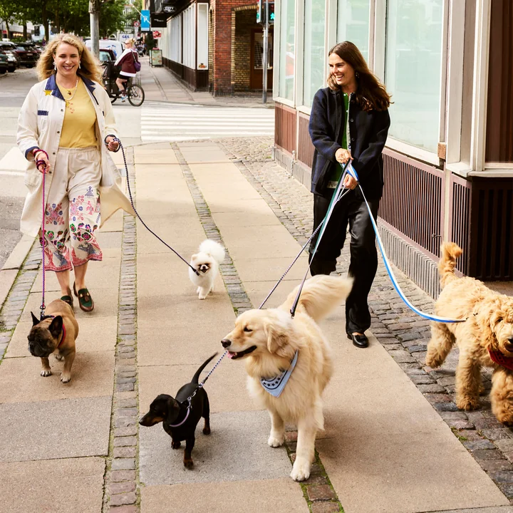 HAY - Dogs Hundeleinen