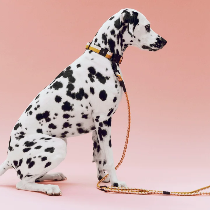 HAY - Dogs Hundehalsband, M/L, Hundeleine geflochten, off-white / ocker