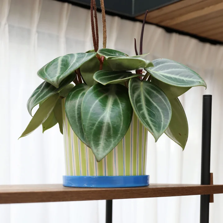 &klevering - Ray Blumentopf mit Untersetzer, Ø 16,5 x 16,5 cm, grün / blau / weiß