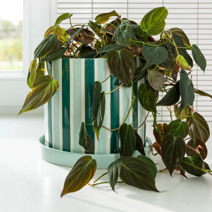 &klevering - Clash Blumentopf mit Untersetzer, stripe, Ø 23,5 x 21 cm, grün / weiß